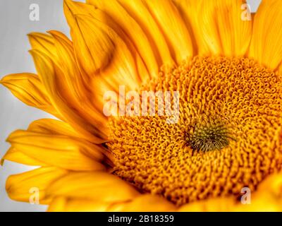 Gelbe Sonnenblumen blühen in der Makrofotografie mit HDR nah auf. Schöne Natur, hell und fröhlich! Stockfoto