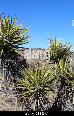 Yucca Schidigera, der Mojave Yucca, ist einer von zwei Vertretern der Gattung, die in der südlichen Mojave-Wüste im Joshua-Tree-Nationalpark heimisch sind. Stockfoto