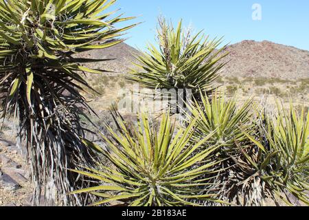 Yucca Schidigera, der Mojave Yucca, ist einer von zwei Vertretern der Gattung, die in der südlichen Mojave-Wüste im Joshua-Tree-Nationalpark heimisch sind. Stockfoto