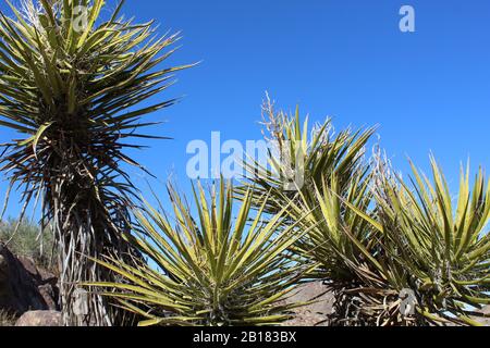 Yucca Schidigera, der Mojave Yucca, ist einer von zwei Vertretern der Gattung, die in der südlichen Mojave-Wüste im Joshua-Tree-Nationalpark heimisch sind. Stockfoto