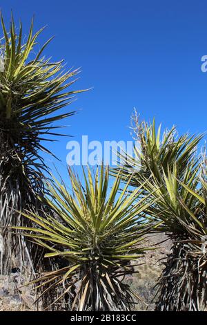 Yucca Schidigera, der Mojave Yucca, ist einer von zwei Vertretern der Gattung, die in der südlichen Mojave-Wüste im Joshua-Tree-Nationalpark heimisch sind. Stockfoto