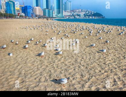 Möwen in Haeundae Beach, Busan, Südkorea Asien. Stockfoto