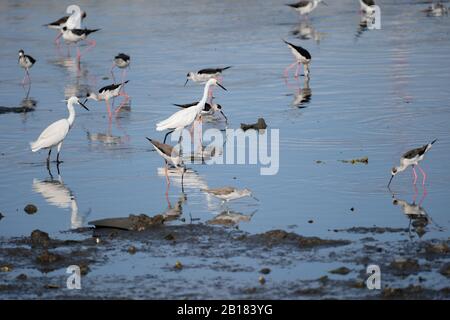 Little Egrets, Schwarzgeflügelte Stelzen und andere Watvögel in einer flachen Flussmudwohnung, die nach Nahrung sucht.Cebu City, Philippinen Stockfoto