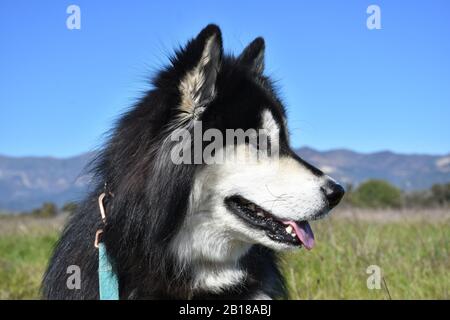 Bild perfekter schwarzer und weißer sibirischer Husky-Hund. Stockfoto