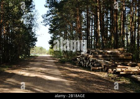 Sandstraße in einem Kiefernwald, gesägte Baumstämme entlang der Straße im Wald. Stockfoto