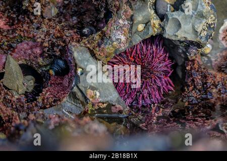 Wilde violette Seeigel unter Wasser in einem Gezeitenpool im Pazifischen Ozean im Fitzgerald Marine Reserve in Nordkalifornien, Bay Area südlich von San Francisco Stockfoto