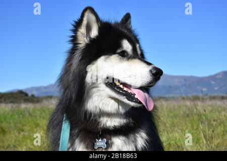 Wunderschönes Porträt eines schroffen schwarz-weißen sibirischen Husky-Hundes. Stockfoto