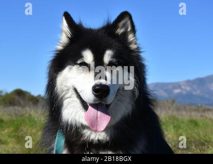 Frühling mit einem flauschigen und schroffen Husky-Hund. Stockfoto