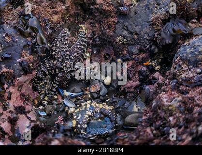 Seesterne oder Seestern unter Wasser in einem Gezeitenpool im Pazifischen Ozean im Fitzgerald Marine Reserve in Nordkalifornien, Bay Area südlich von San Francisco Stockfoto