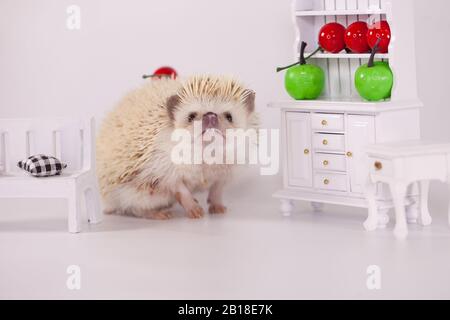 Afrikanischer Pygmäen-Igel auf einem weißen Teller mit Obst und Gemüse. Puppenmöbel Stockfoto