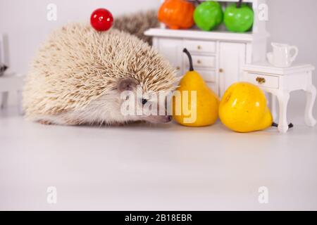 Afrikanischer Pygmäen-Igel auf einem weißen Teller mit Obst und Gemüse. Puppenmöbel Stockfoto