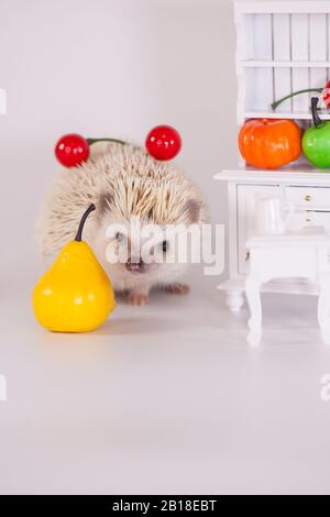 Afrikanischer Pygmäen-Igel auf einem weißen Teller mit Obst und Gemüse. Puppenmöbel Stockfoto