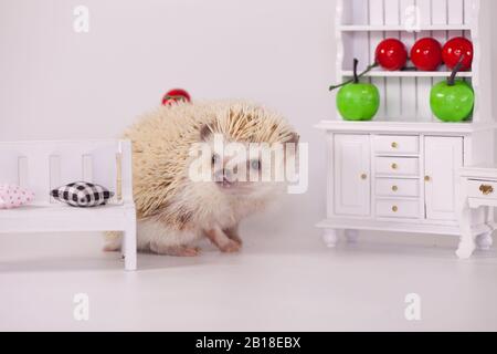 Afrikanischer Pygmäen-Igel auf einem weißen Teller mit Obst und Gemüse. Puppenmöbel Stockfoto