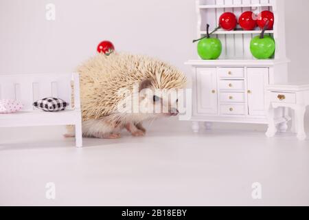 Afrikanischer Pygmäen-Igel auf einem weißen Teller mit Obst und Gemüse. Puppenmöbel Stockfoto