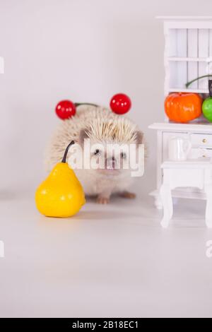 Afrikanischer Pygmäen-Igel auf einem weißen Teller mit Obst und Gemüse. Puppenmöbel Stockfoto