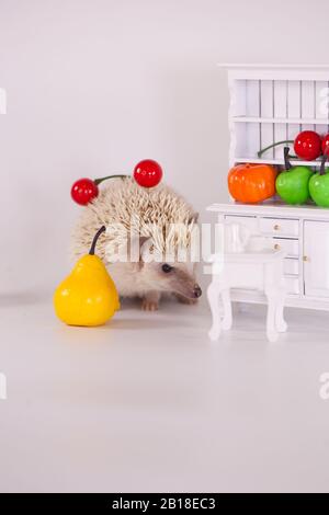 Afrikanischer Pygmäen-Igel auf einem weißen Teller mit Obst und Gemüse. Puppenmöbel Stockfoto