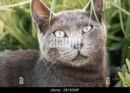 Eine liebenswerte graue Fellkatze starrt mit neugierigen und großen Augen Stockfoto