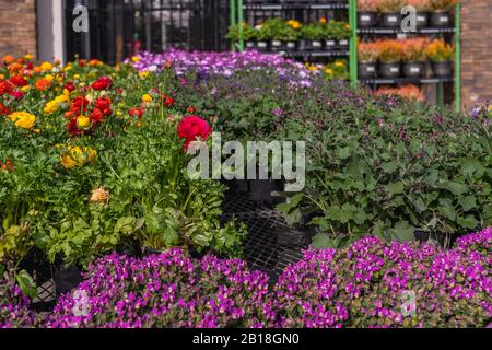 Vielfalt an frischen, schönen Blumen und Pflanzen auf dem Blumenmarkt Stockfoto