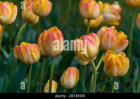 Bunte Tulpen im Garten Stockfoto