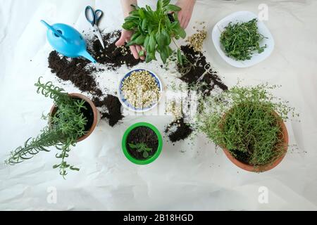 Gartenarbeit mit Gießkanne, Schere, gerouteten Samen und Händen im Rahmen. Mikrogrüns und Gartenraum-Konzept für den Innenbereich. Grüne Gewürze Rosmarin und o Stockfoto