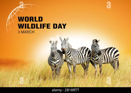World Wildlife Day. Text auf Zebrahintergrund. 3. März Stockfoto