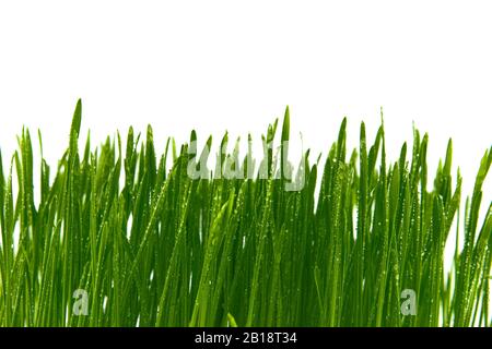 Blätter von frischen grünen Federgrasen mit Regentropfen oder Taupunkeln, die vor weißem Hintergrund auf den Blättern glitzern Stockfoto