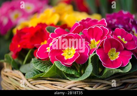 Bunte, helle Primrosblüten in einem Korb Stockfoto