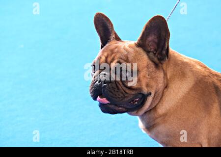 Portrait eines Pugs bei der Hundeschau Stockfoto