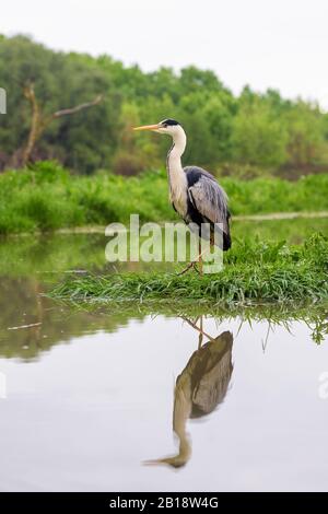 Grauer Heron - Ardea cinerea, großer häufiger Graureiher aus Seen und Flüssen, Hortobagy, Ungarn. Stockfoto