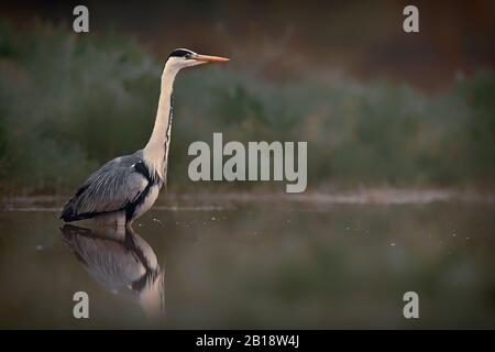 Grauer Heron - Ardea cinerea, großer häufiger Graureiher aus Seen und Flüssen, Hortobagy, Ungarn. Stockfoto