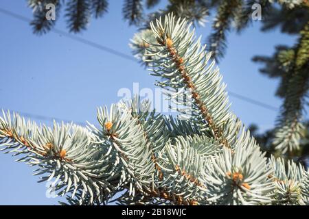 Triebe von Picea pungens 'Hoopsii' (Colorado-Blaufichte) mit schönen silbrig-blau gefärbten Nadeln Stockfoto