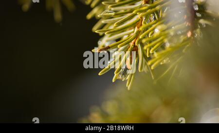 Norwegenfichte (Picea Excelsa) Nadeln Nahaufnahme mit selektivem Fokus Stockfoto