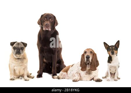 Gruppe verschiedener Rassen älterer Seniorenhunde isoliert auf weißem Grund Stockfoto