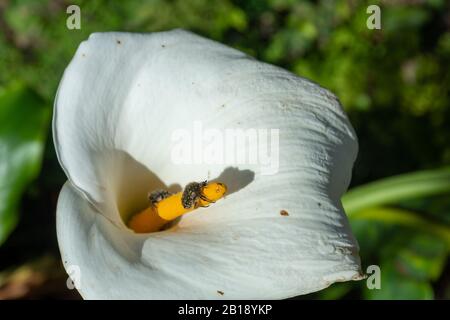 Nahaufnahme einer weißen Calla-Lilienblume (Arum-Lilie) mit Schwerpunkt auf einem Fehler auf dem Pistil, Bild aus Madeira Portugal. Stockfoto