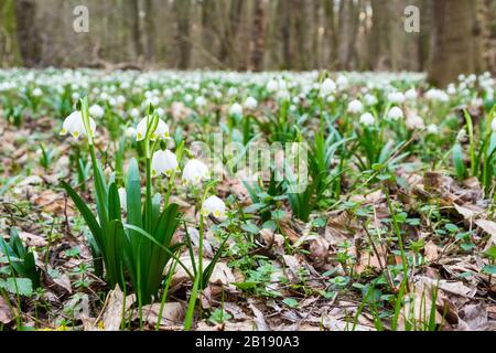 Leucojum vernum Nahaufnahme am Tozike Tanosveny (Schneeflockenpfad im Frühjahr), Ferto-Hansag-Nationalpark, Csafordjanosfa, Ungarn Stockfoto