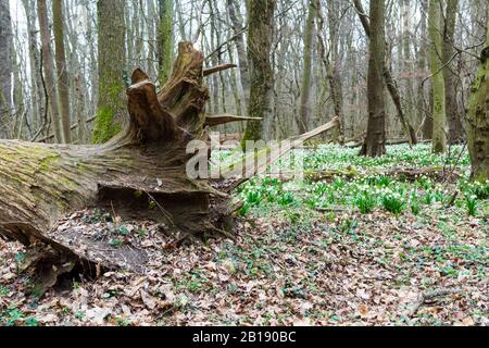 Natürlicher Dschungel von Eichen im Tozike Tanosveny (Schneeflockenpfad im Frühling), Nationalpark Ferto-Hansag, Csafordjanosfa, Ungarn Stockfoto