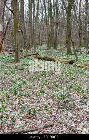 Natürlicher Dschungel von Eichen im Tozike Tanosveny (Schneeflockenpfad im Frühling), Nationalpark Ferto-Hansag, Csafordjanosfa, Ungarn Stockfoto