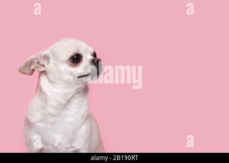 Ein niedlicher, witziger kleiner Chihuahua-Hund sieht mit schüchtertem, schüchterndem Ausdruck aus, im Studio auf einem rosafarbenen Hintergrund Stockfoto