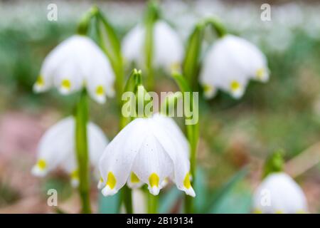 Leucojum vernum Nahaufnahme am Tozike Tanosveny (Schneeflockenpfad im Frühjahr), Ferto-Hansag-Nationalpark, Csafordjanosfa, Ungarn Stockfoto