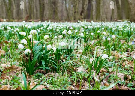 Leucojum vernum Nahaufnahme am Tozike Tanosveny (Schneeflockenpfad im Frühjahr), Ferto-Hansag-Nationalpark, Csafordjanosfa, Ungarn Stockfoto