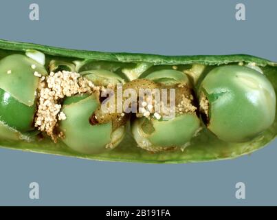 Erbsenmotte (Cydia nigricana) Raupe mit Frass und beschädigten Erbsen in einer reifen grünen Erbsenpode Stockfoto