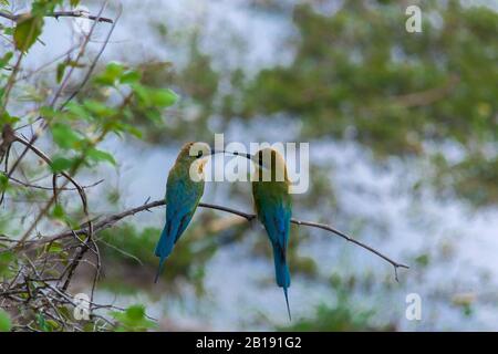 Blue Tails verbringen ihre schöne Zeit im Yala-Nationalpark Sri Lanka Stockfoto