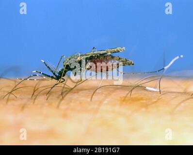 Südamerikanische Mücke (Anopheles albimanus) eine Malaria, die Vektor-Insekten-Fütterung auf Blut von einer menschlichen Hand überträgt Stockfoto