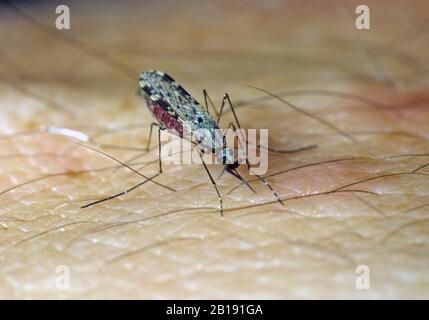 Südamerikanische Mücke (Anopheles albimanus) eine Malaria, die Vektor-Insekten-Fütterung auf Blut von einer menschlichen Hand überträgt Stockfoto