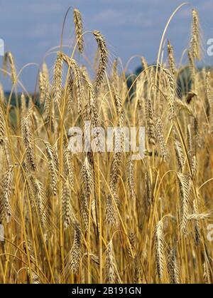 Große, reife, goldene Ernte von Roggen (Secale Cereale) Sorte ANIMO am schönen Sommertag mit blauem Himmel Stockfoto