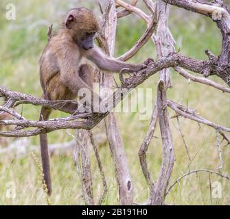 Baby-Chacma-Pavian isoliert auf einem trockenen Baum in freier Natur Stockfoto