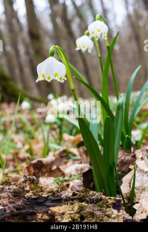 Leucojum vernum Nahaufnahme am Tozike Tanosveny (Schneeflockenpfad im Frühjahr), Ferto-Hansag-Nationalpark, Csafordjanosfa, Ungarn Stockfoto