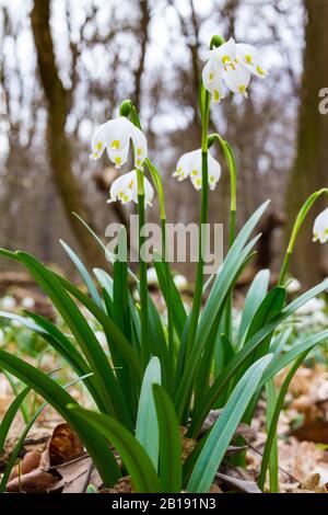 Leucojum vernum Nahaufnahme am Tozike Tanosveny (Schneeflockenpfad im Frühjahr), Ferto-Hansag-Nationalpark, Csafordjanosfa, Ungarn Stockfoto