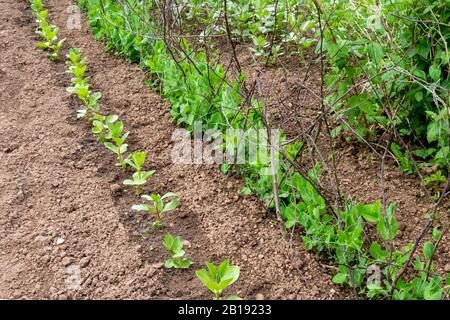 Zuteilungsplot junge, breite Bohnen- und Erbsenpflanzen in Reihen Stockfoto