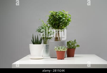 Immergrne Zierpflanze und Giekannen fr den Innenbereich. Bewssern,  wachsen und pflegen Sie eine Zimmerpflanze. Zimmerpflanze fr Raum- und  Hausdekoration Stockfotografie - Alamy